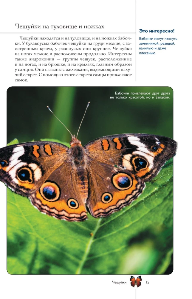 Butterflies. An Illustrated Guide